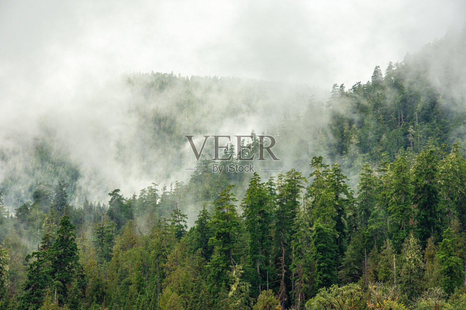 奥林匹克国家公园昆纳尔特雨林中的低雾山景照片摄影图片