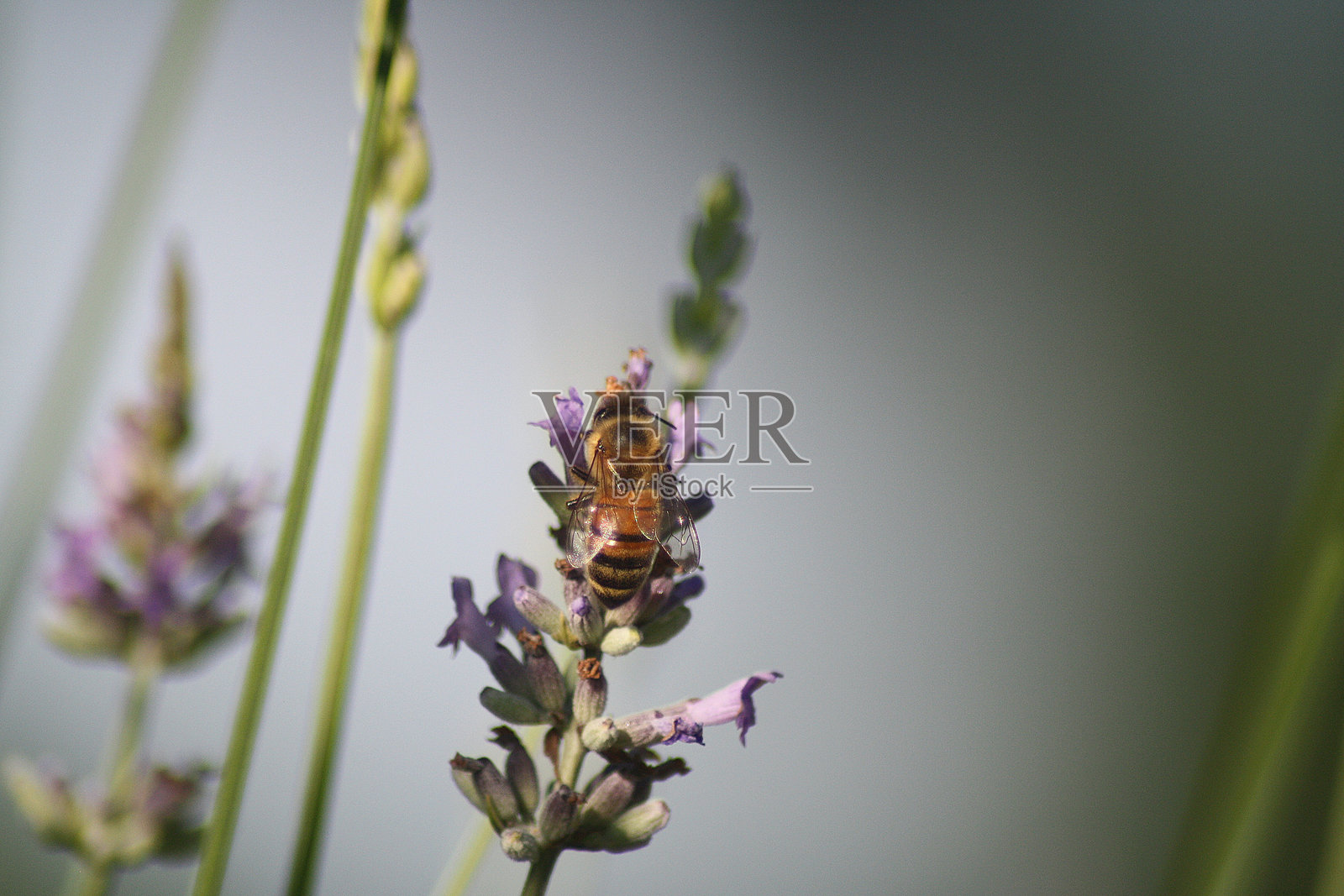 欧洲蜜蜂在薰衣草嫩芽上照片摄影图片