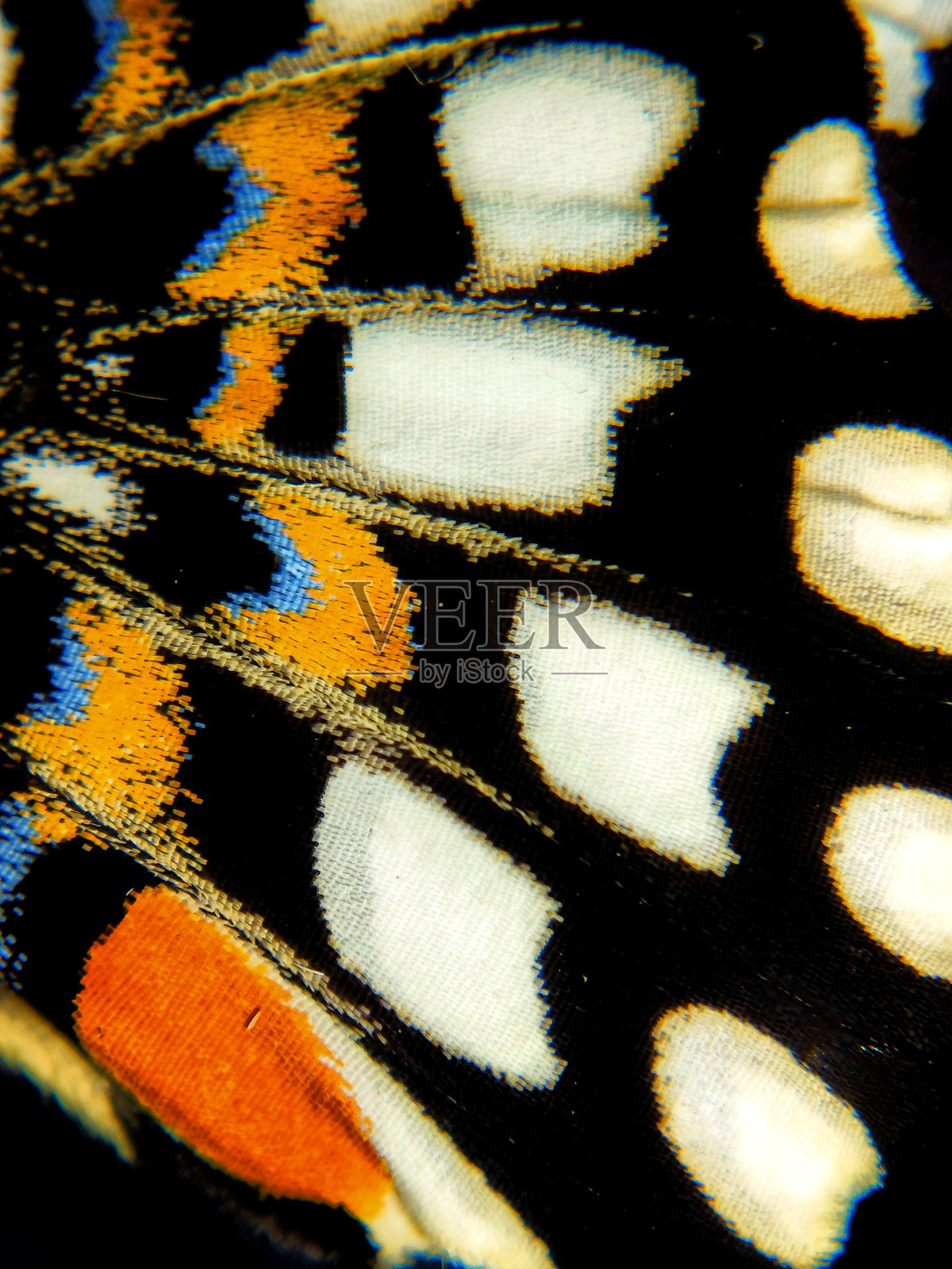 燕尾蝶的翅膀照片摄影图片