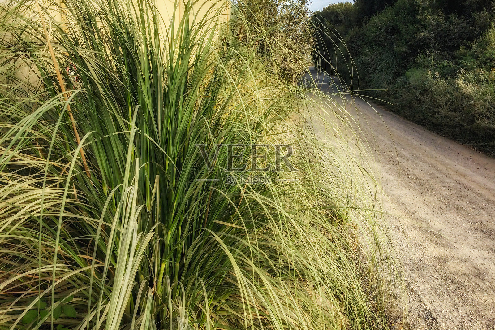 乡间小路，泥土路旁的树木和灌木，看到的区域照片摄影图片