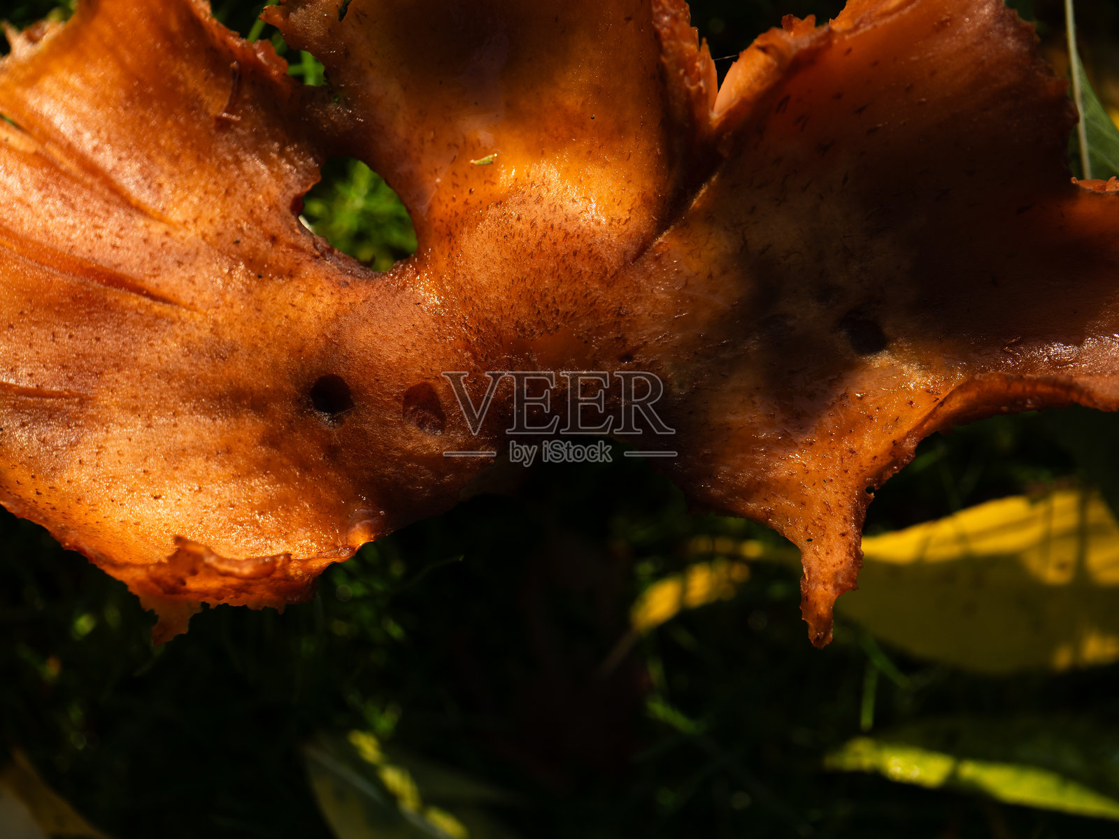 在英国乡村野生生长的大型真菌蘑菇照片摄影图片