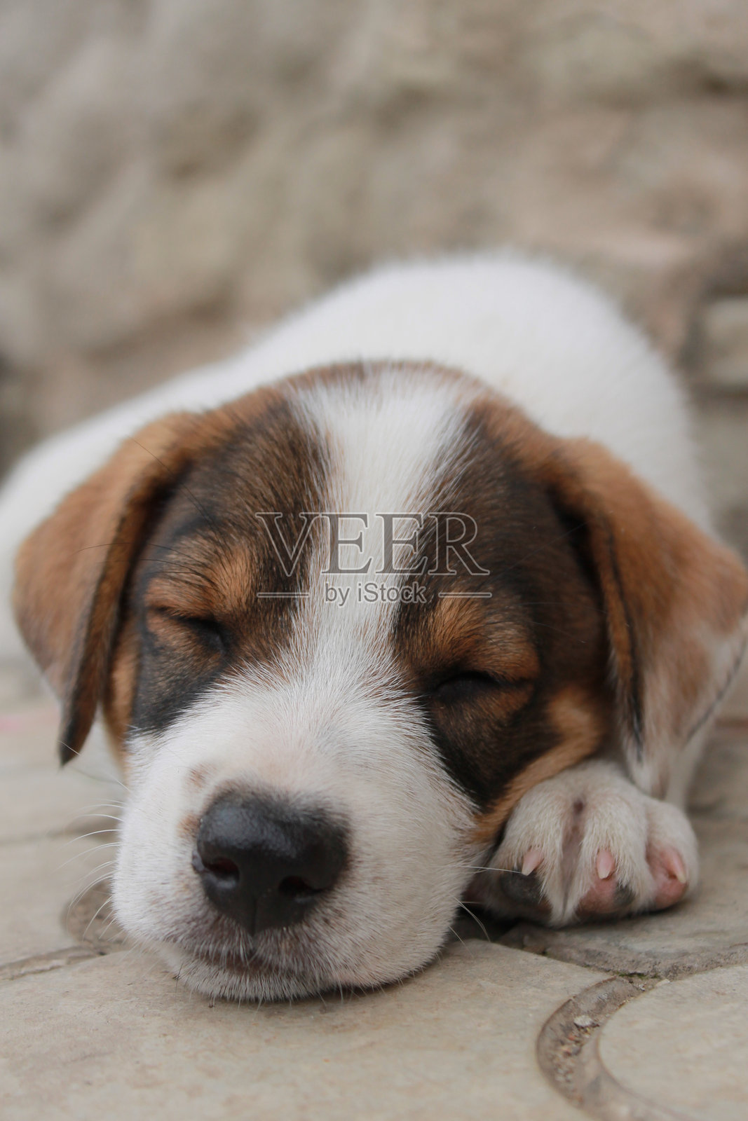 睡觉的狗照片摄影图片