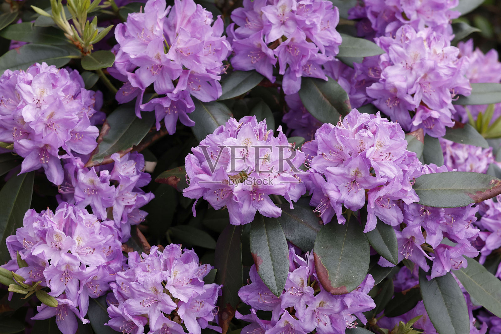 卡塔瓦宾斯白色杜鹃（Rhododendron ‘Catawbiense Album’）是一种强健、耐寒的常绿灌木，晚春时节会绽放出美丽的白色花朵。照片摄影图片