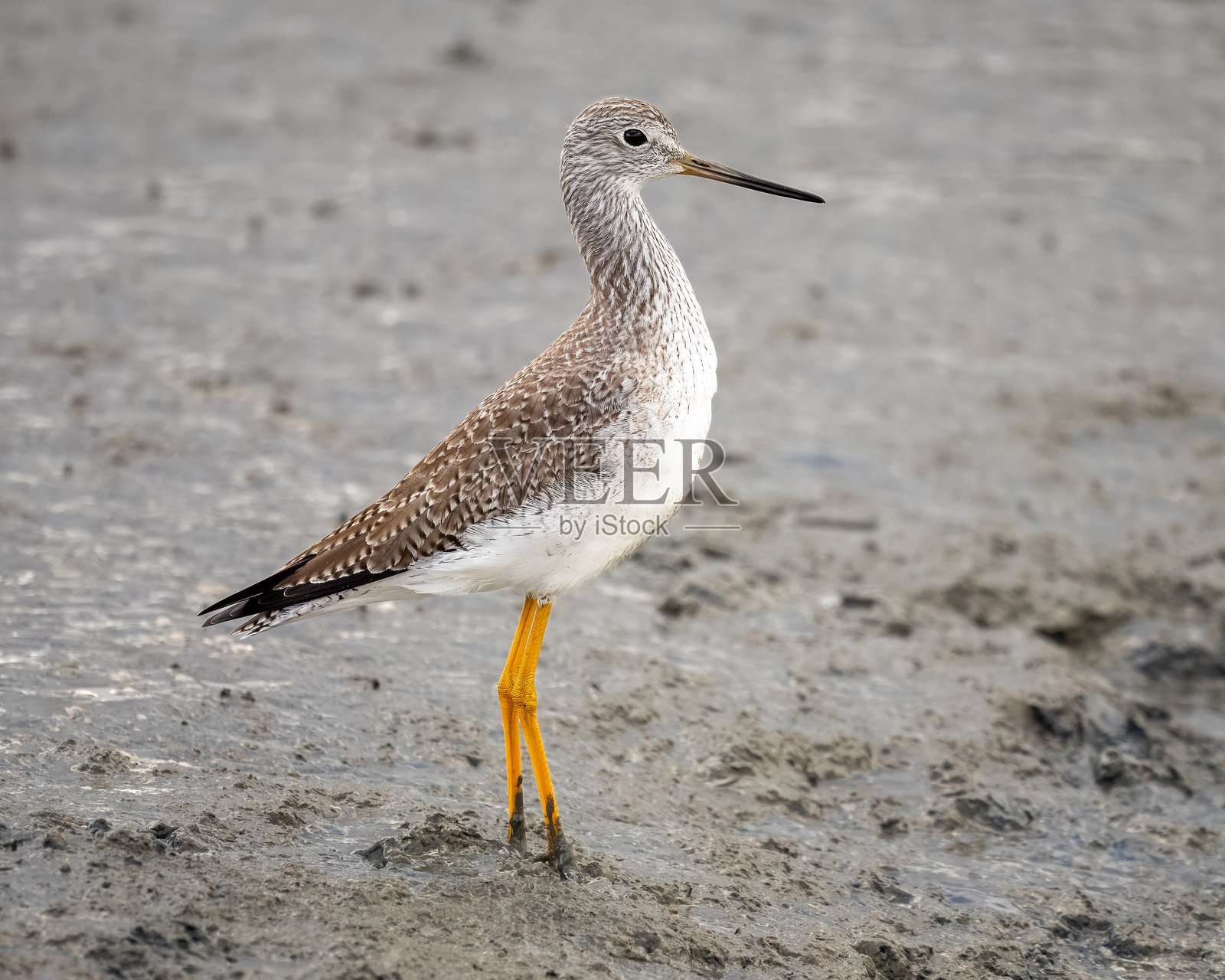 大黄腿鹬照片摄影图片