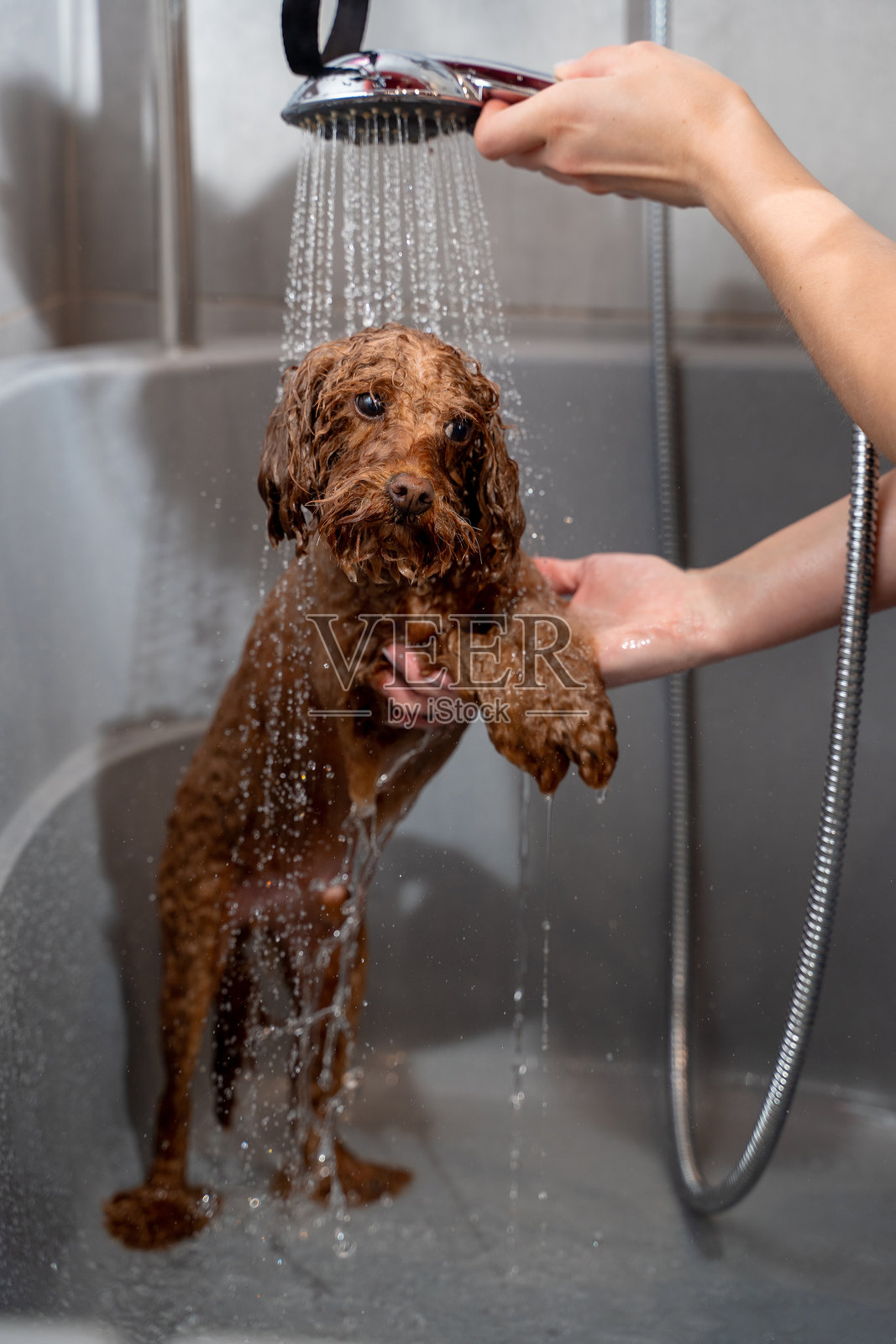 可爱的马尔济斯犬站在淋浴下的轻柔水流中。狗的卫生和美容。美容师正在教授关于正确给狗洗澡的方法的研讨会。照片摄影图片