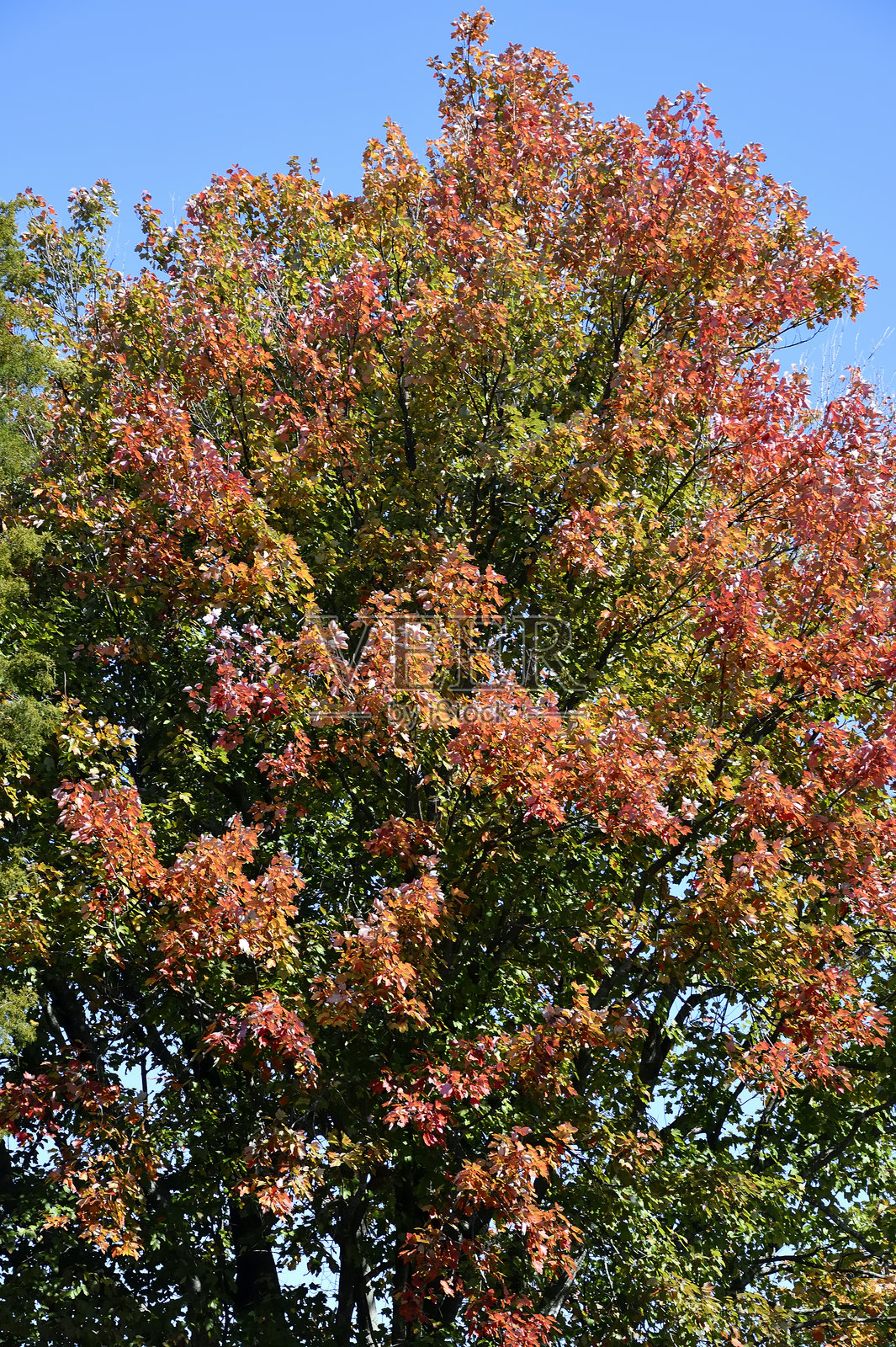 秋季的鲜艳色彩照片摄影图片