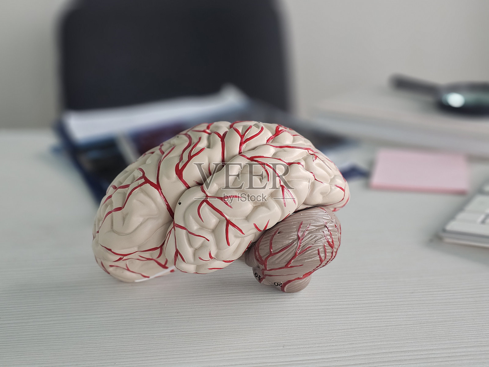 科学家展示人工人脑概念的两半照片摄影图片