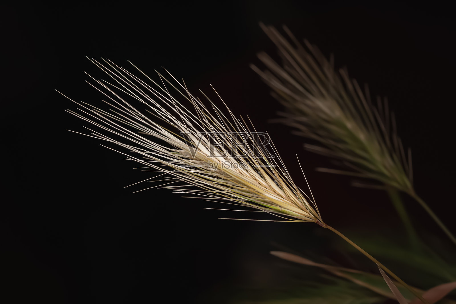 草穗。黑色背景下干燥的草穗特写照片摄影图片