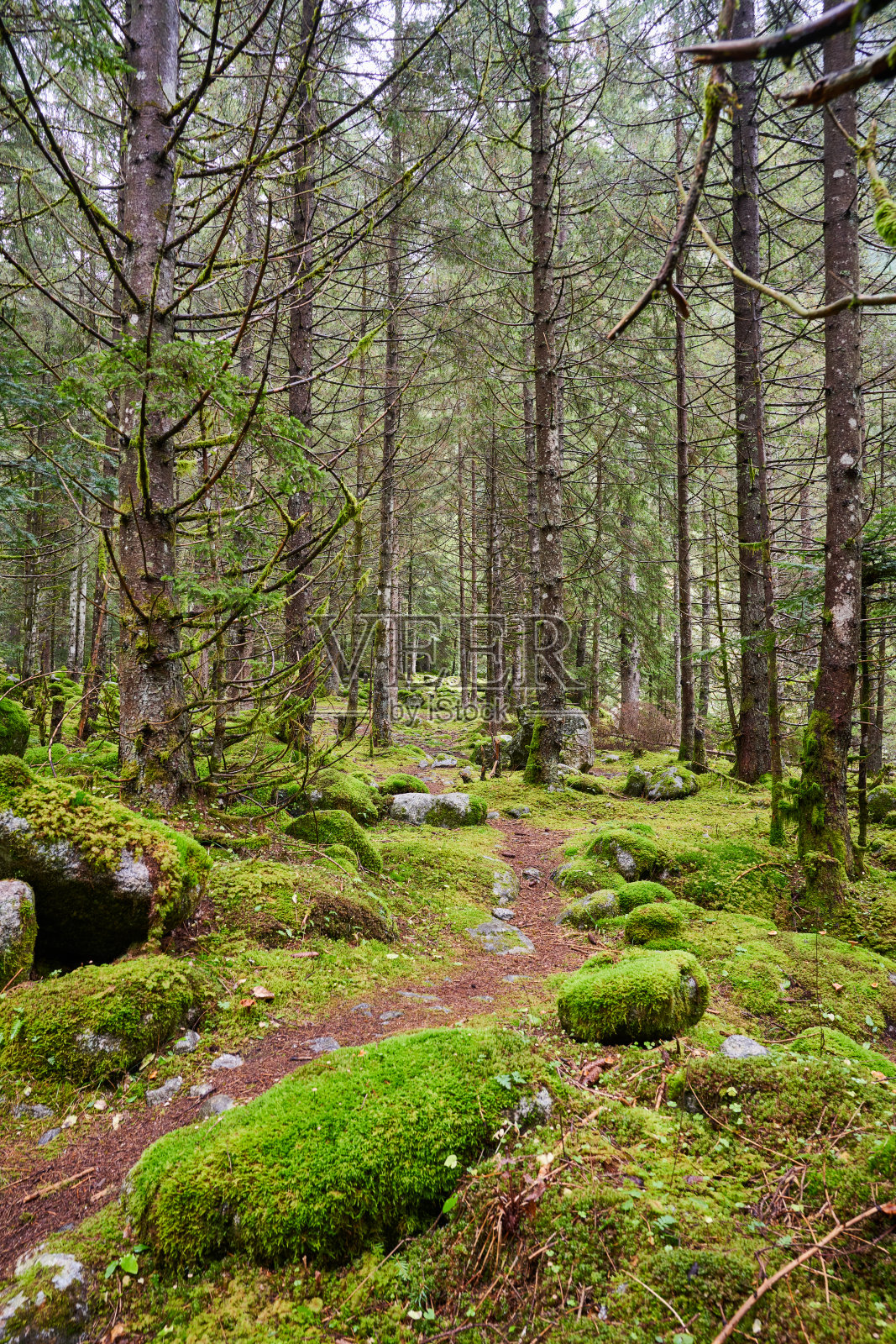 阿尔卑斯森林照片摄影图片