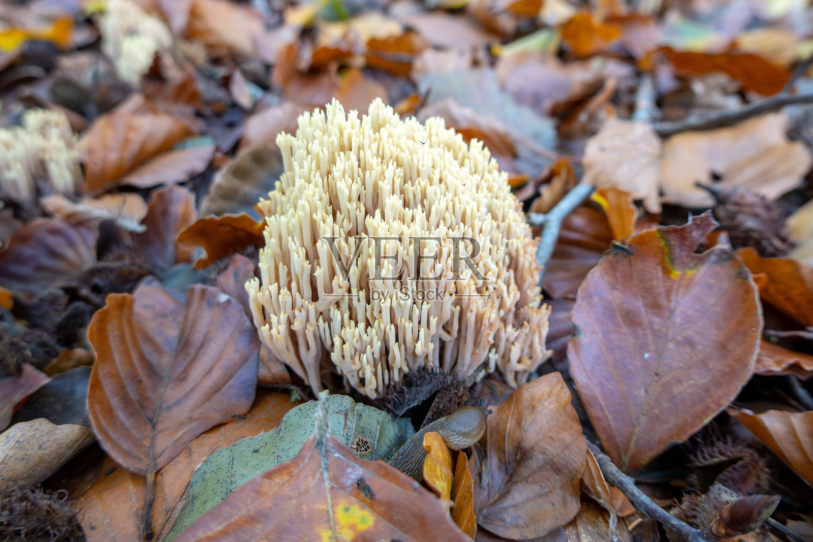 珊瑚真菌照片摄影图片