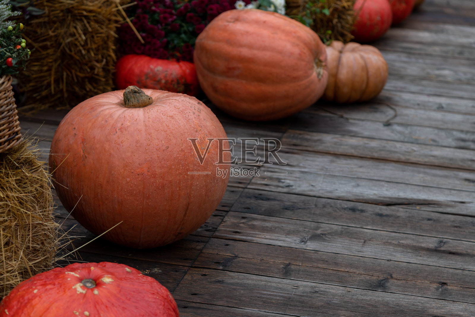 一组橙色南瓜放在木地板上照片摄影图片