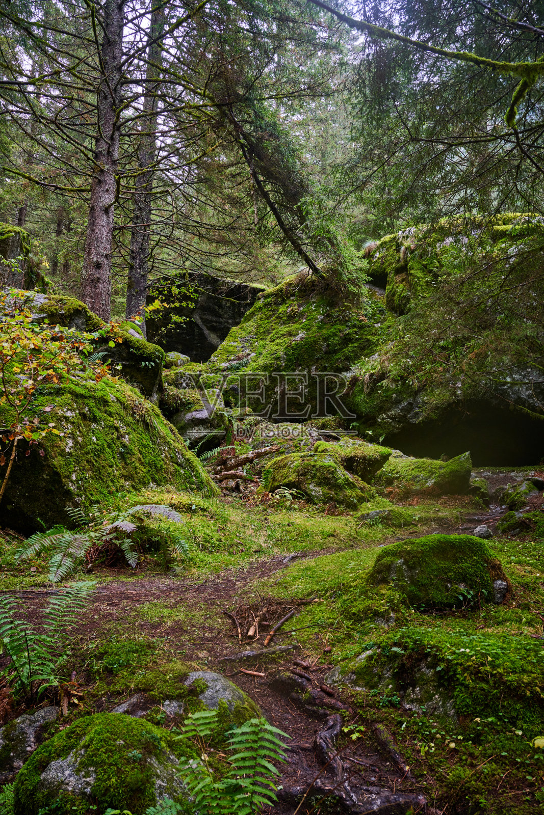 阿尔卑斯森林照片摄影图片