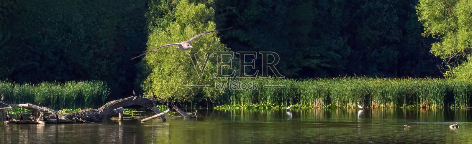 海鸥在飞翔照片摄影图片