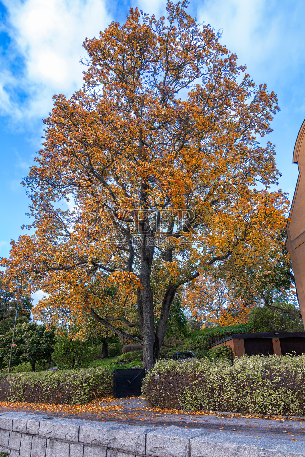 鲜艳的秋天树木映衬蓝天照片摄影图片