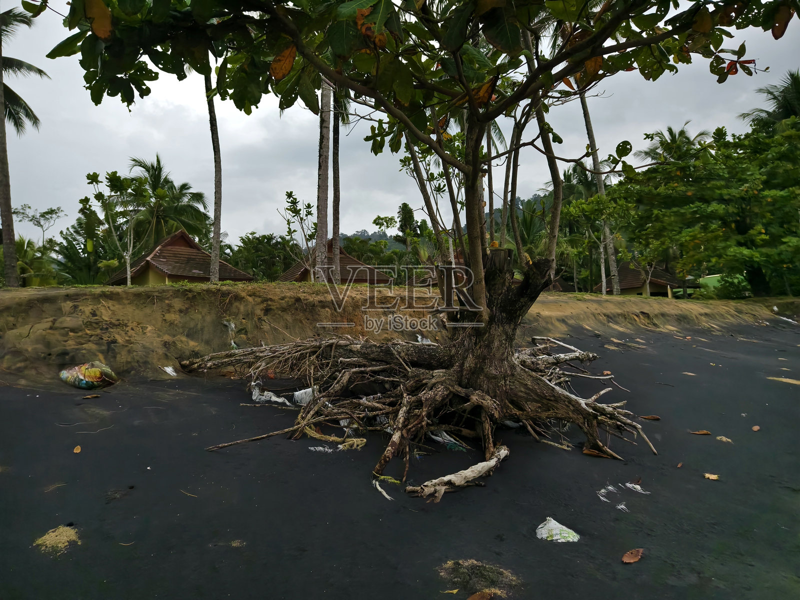 一棵树桩目前正躺在靠近海洋的沙滩上照片摄影图片