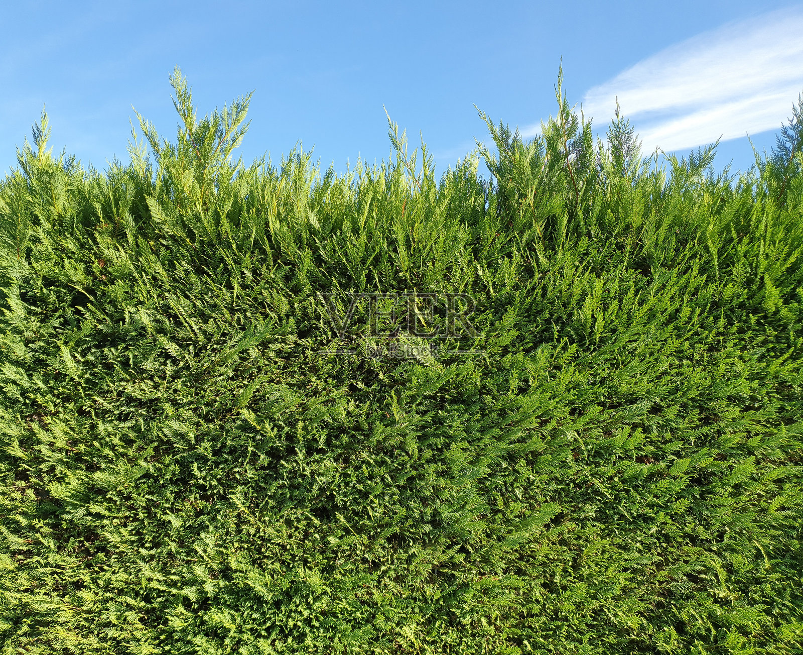 绿色灌木墙背景照片摄影图片