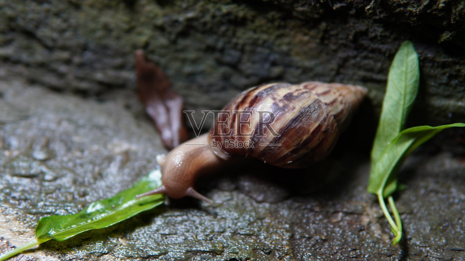 蜗牛在地板上爬行照片摄影图片