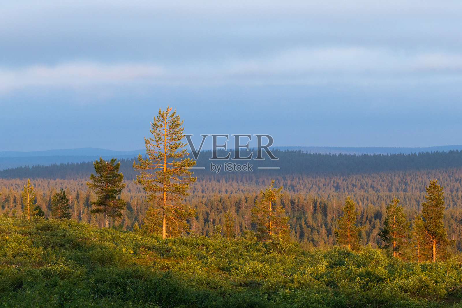 芬兰乌尔霍·凯科宁国家公园日出时孤独的松树山坡风景照片摄影图片