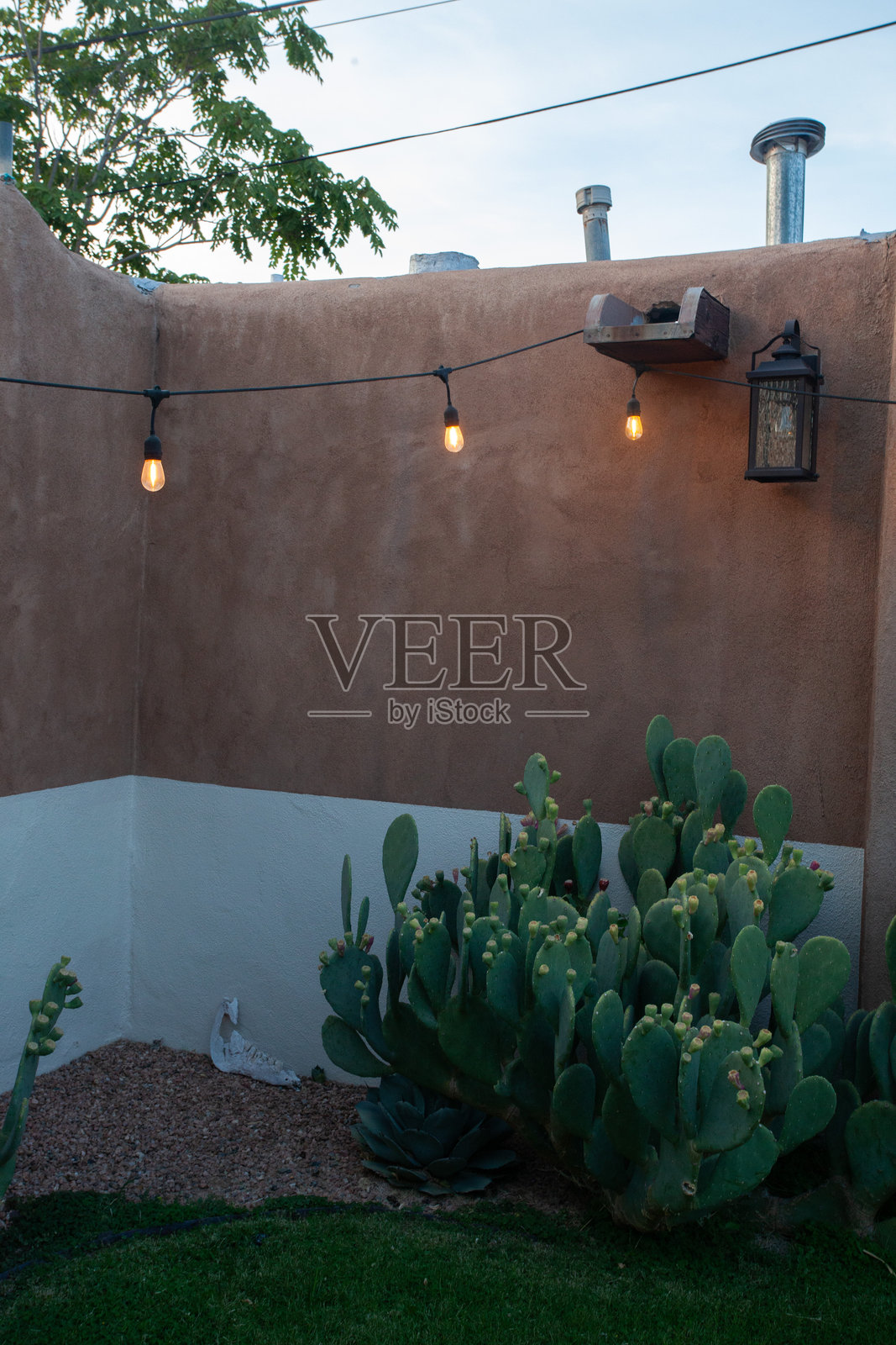 新墨西哥沙漠植物照片摄影图片