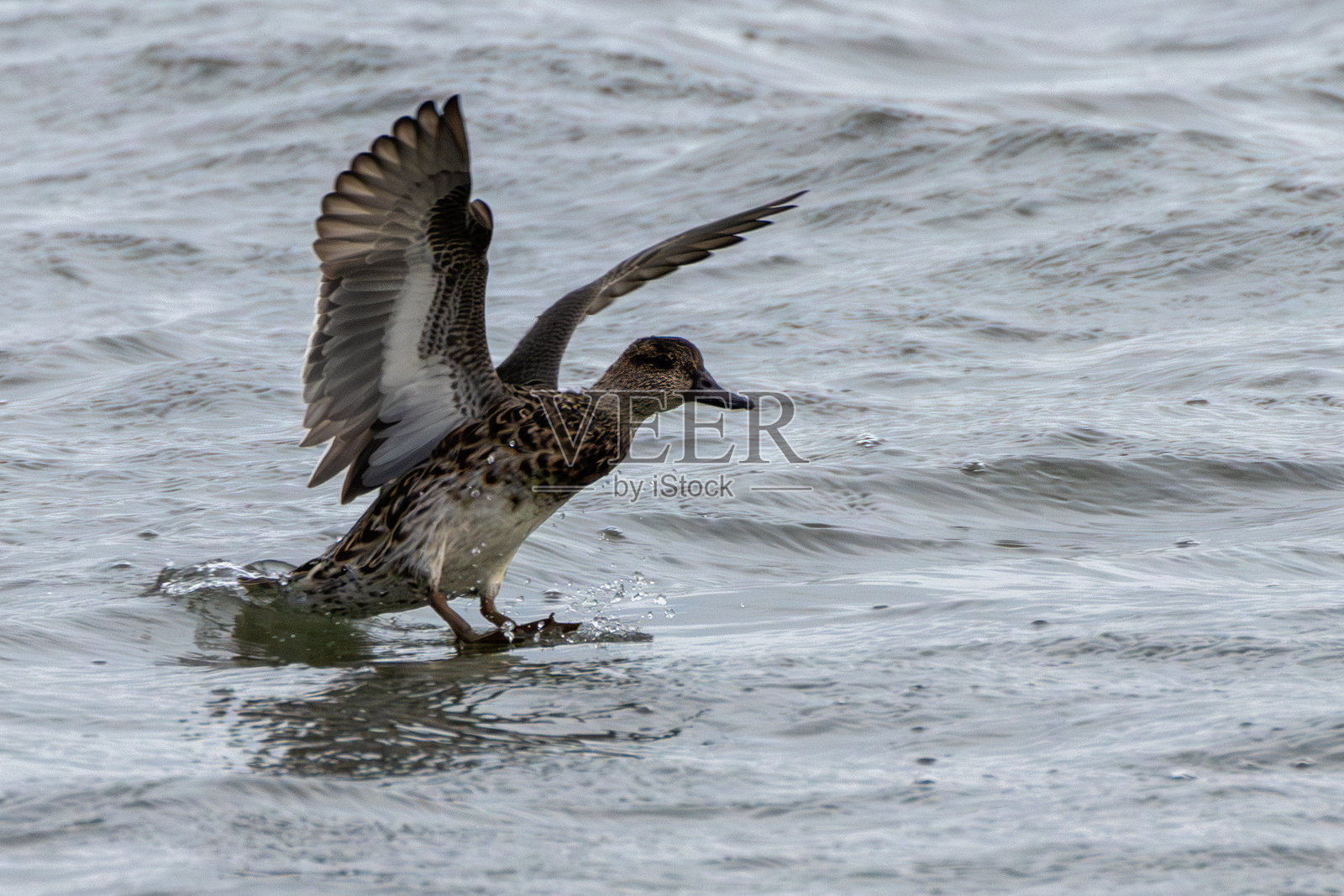 欧亚绿头鸭（Anas crecca）雌性 常见于湿地和湖泊，爱尔兰公牛岛的观察记录照片摄影图片