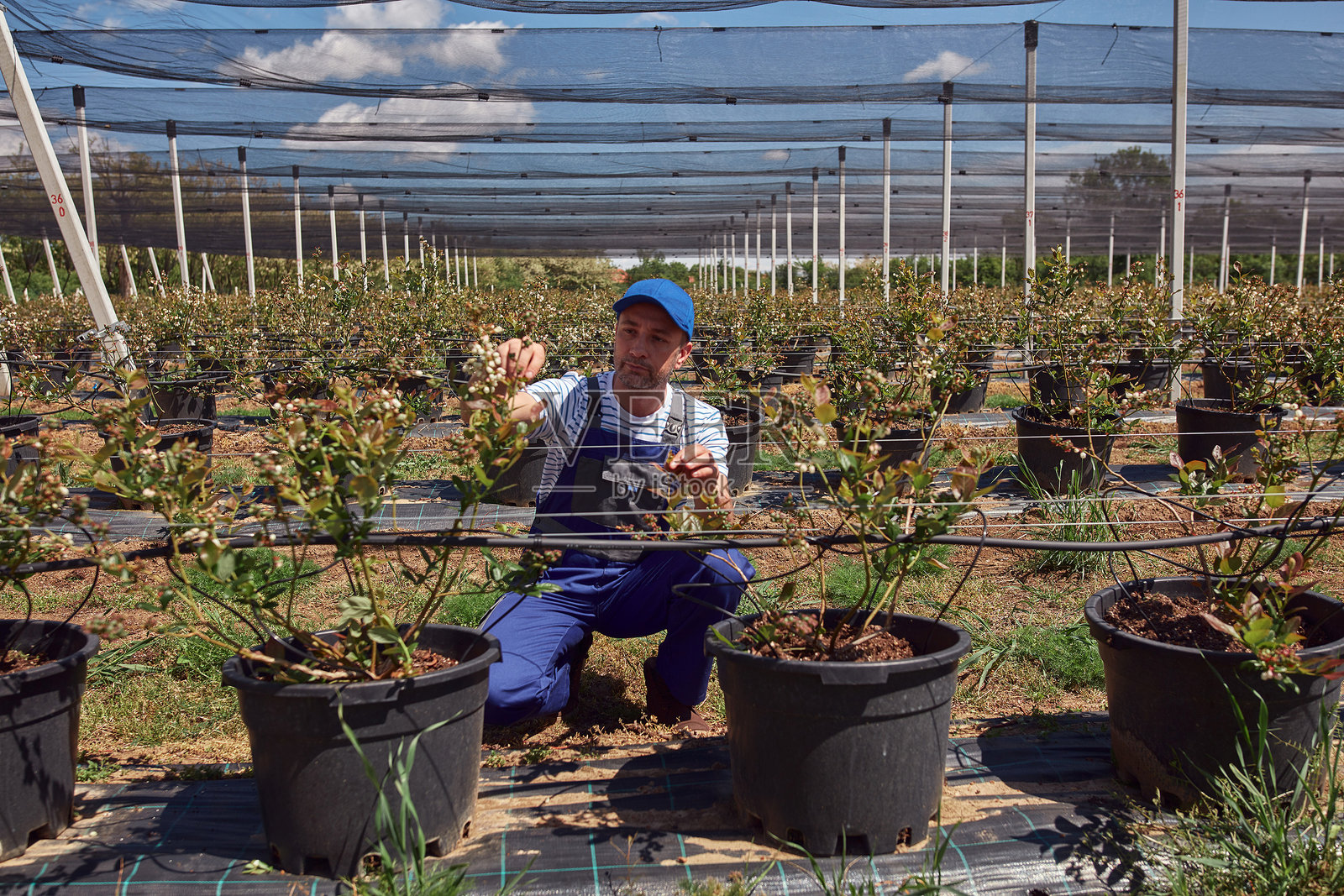 一位男园丁仔细检查植物的嫩枝，标志着蓝莓有机农场春季的开始。照片摄影图片