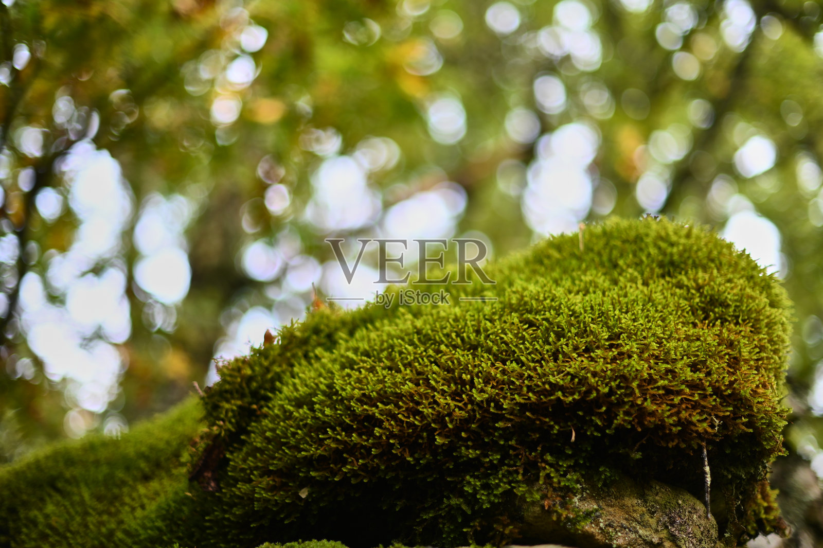 西班牙卡斯蒂利亚和莱昂省阿维拉市坎德拉里奥周围森林中的苔藓覆盖的岩石照片摄影图片