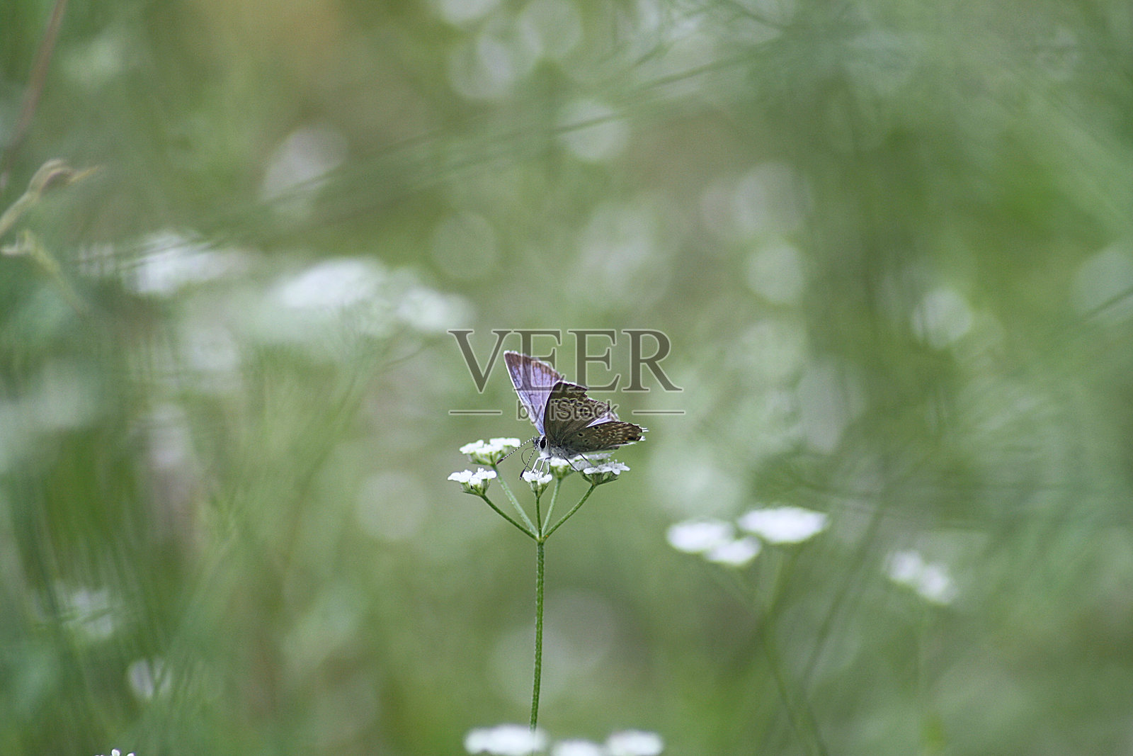 格子斑蝶照片摄影图片