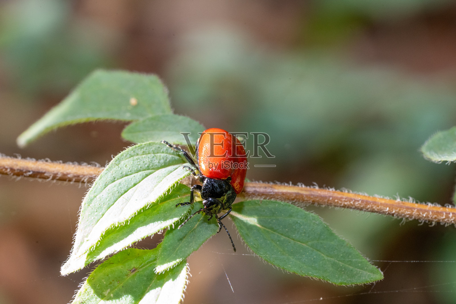 红黑色的臭虫照片摄影图片
