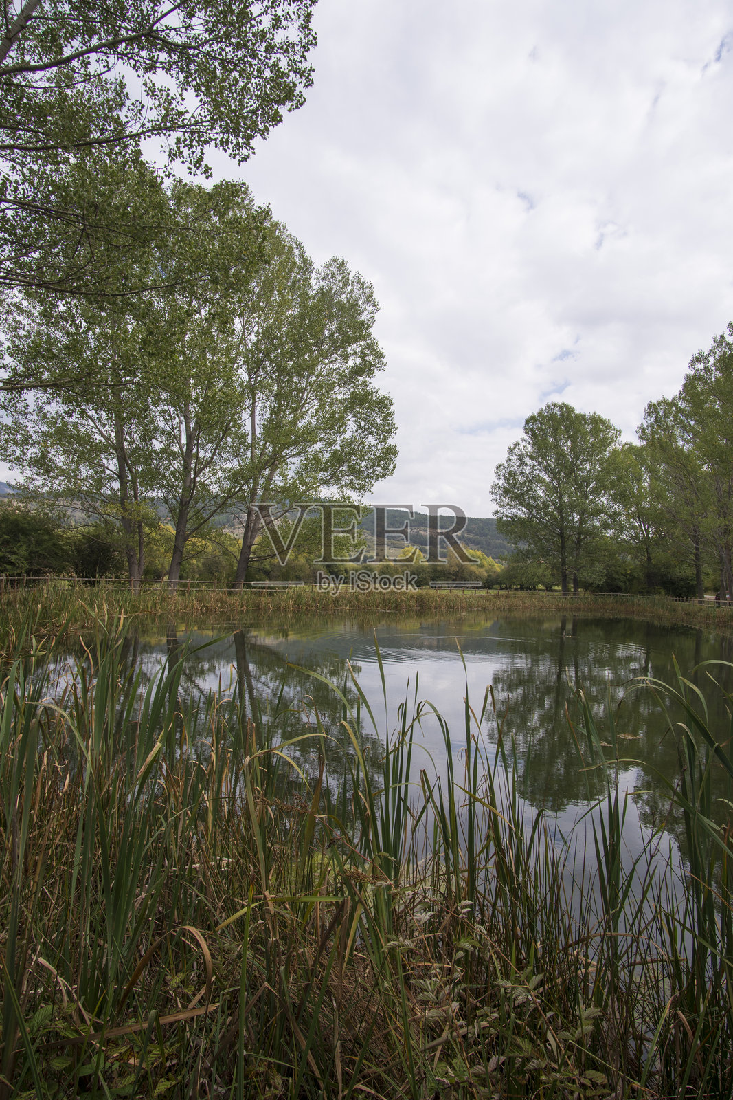 特鲁埃尔，阿拉贡，西班牙夏季草地上的绿色杨树林自然风光照片摄影图片