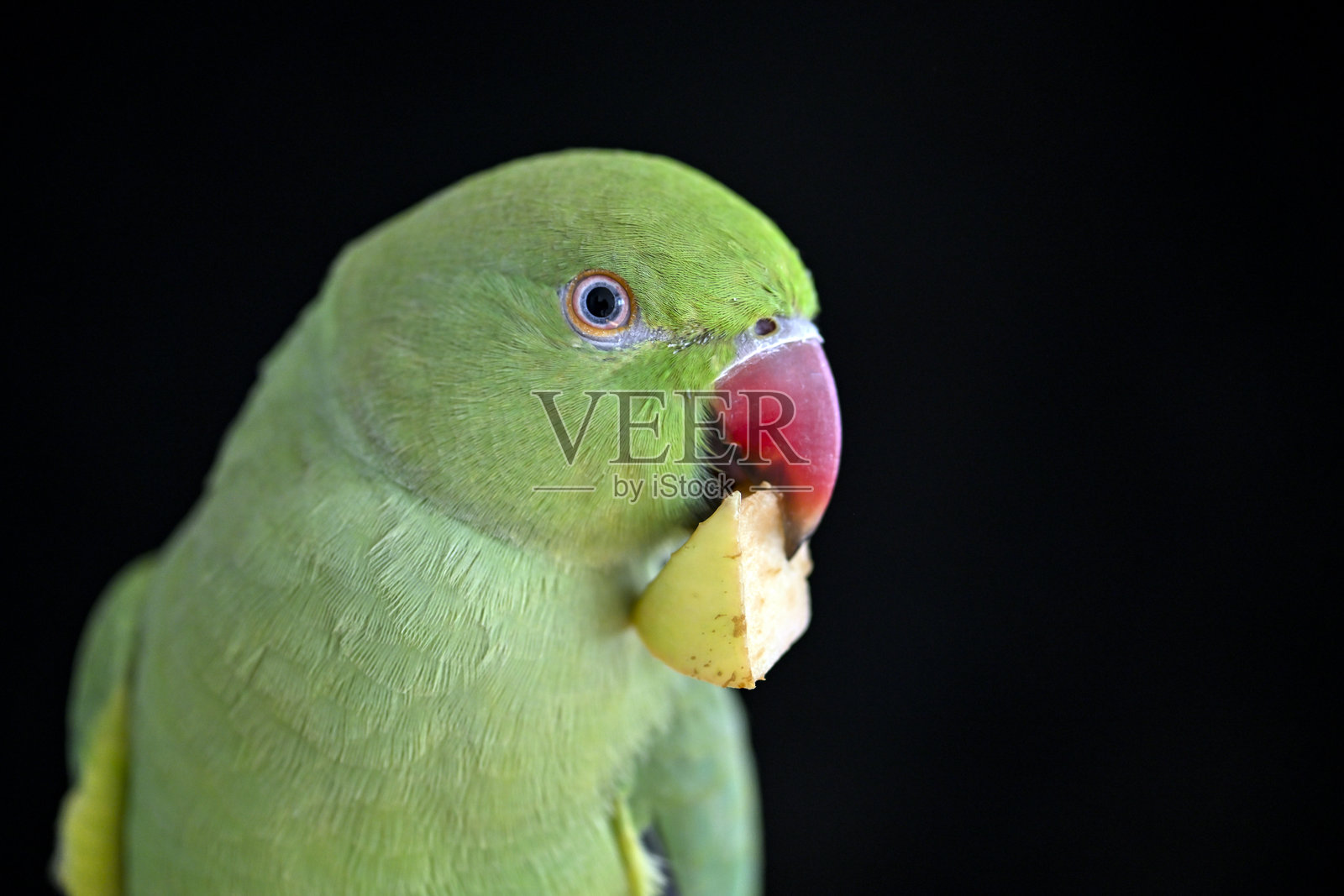 特写镜头下，一只年轻的亚历山大鹦鹉正在吃一块苹果。照片摄影图片