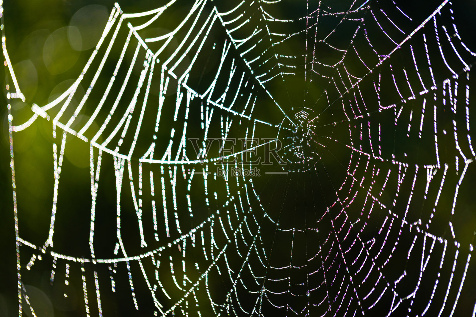 露珠上的蜘蛛网照片摄影图片