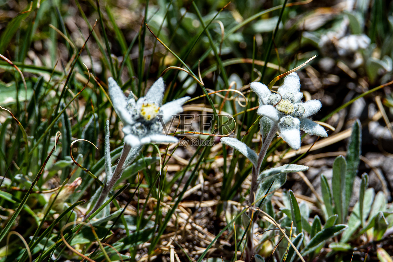 雪绒花照片摄影图片