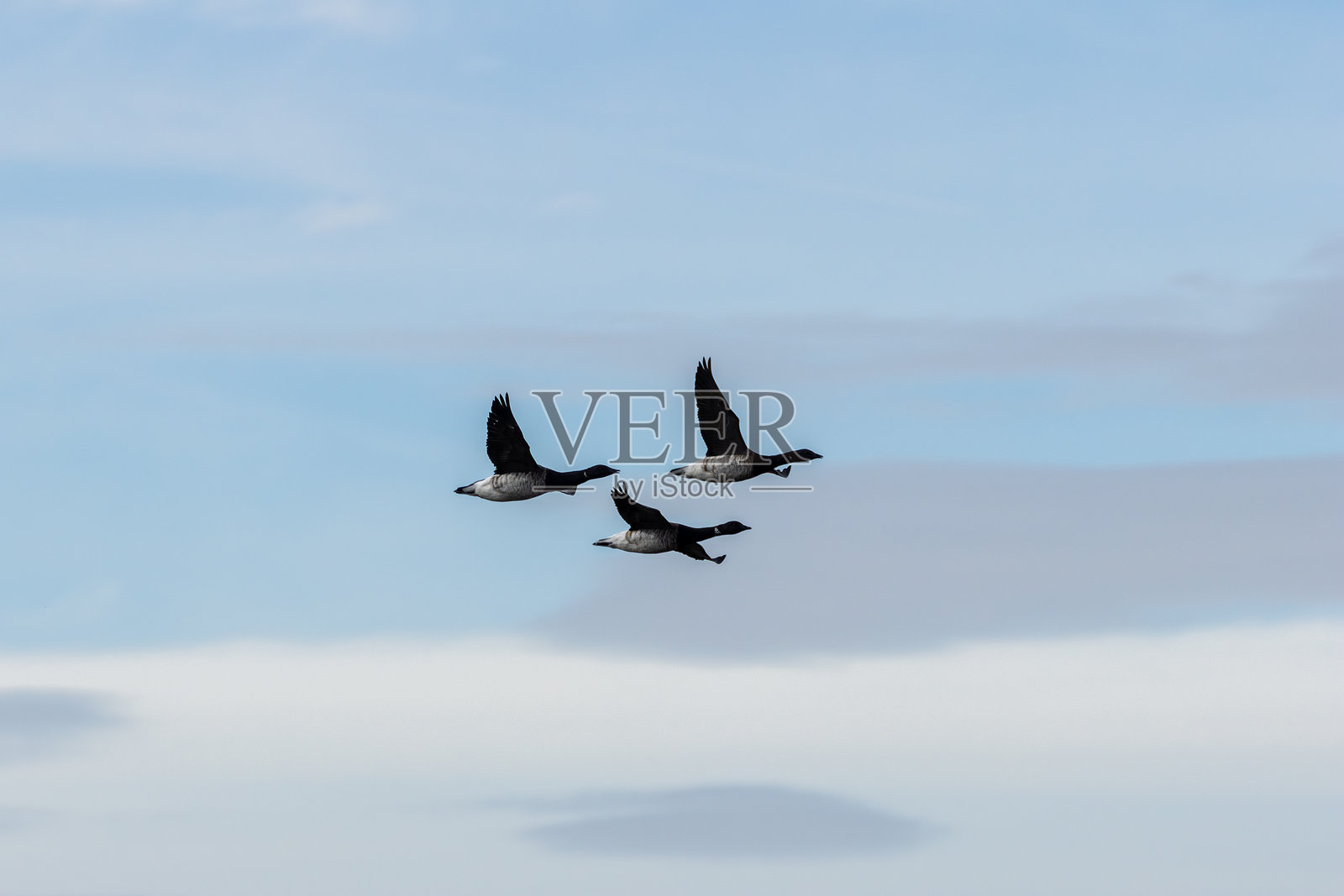 在飞行中的布伦特鹅（Branta bernicla） 常见于爱尔兰的海岸地区，布尔岛照片摄影图片