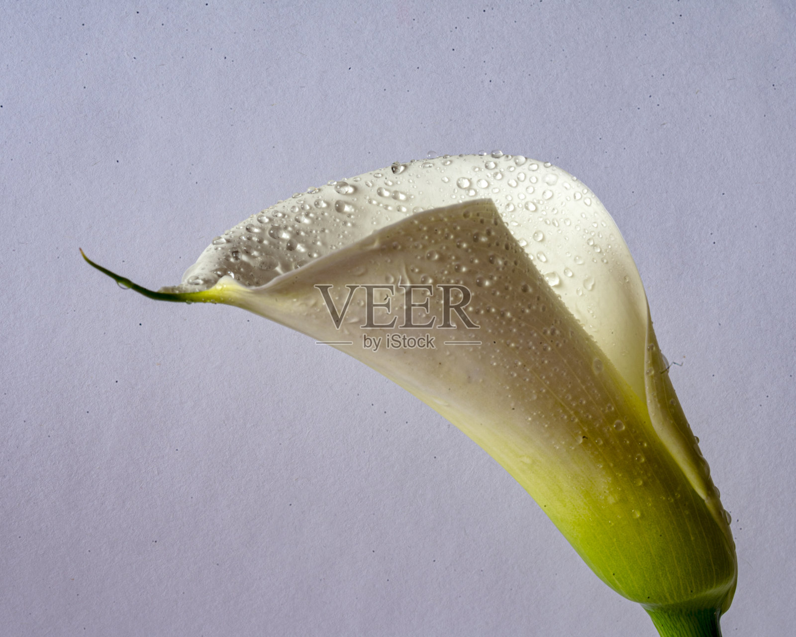 灰色背景上的白色马蹄莲花，特写视图照片摄影图片