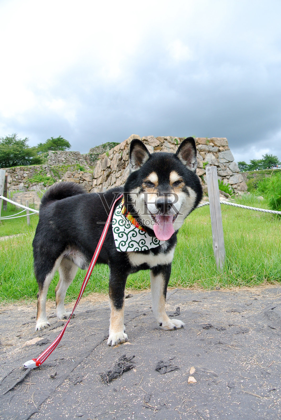 一只黑狗在背景中有城堡遗址照片摄影图片