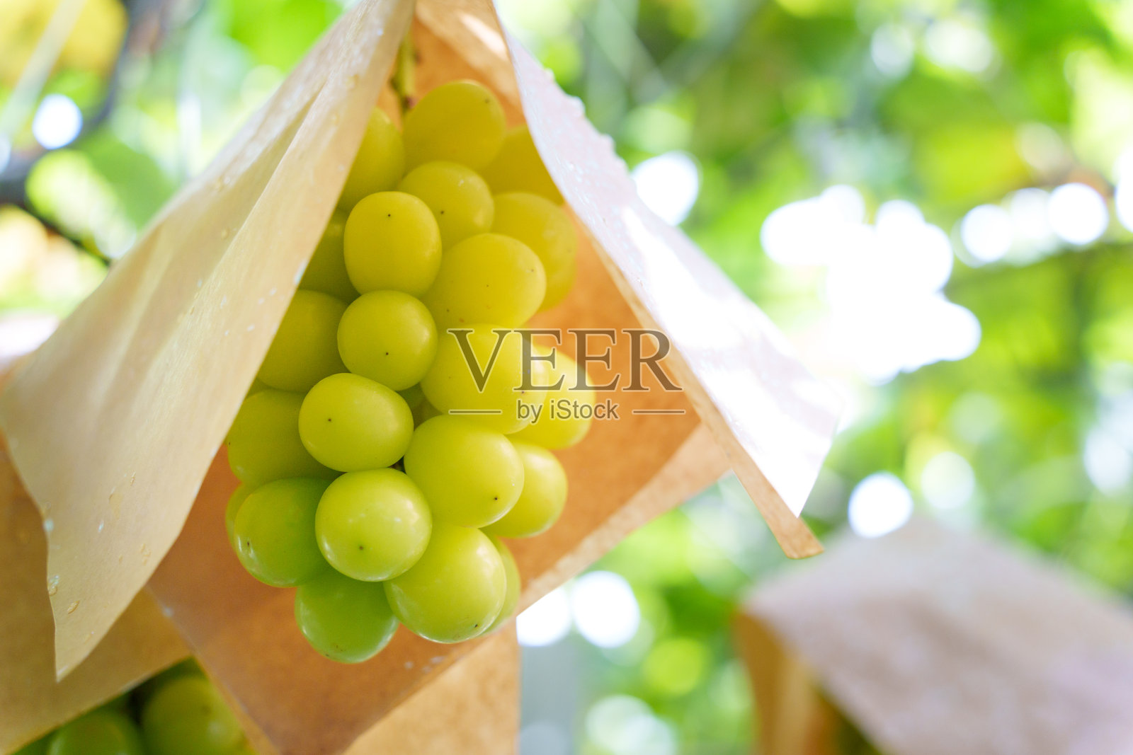 果园中的葡萄 完全成熟的闪光蜜葡萄照片摄影图片