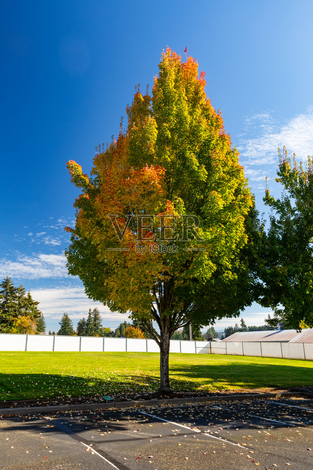 五彩斑斓的秋天树木，深蓝色的天空，从空旷的停车场拍摄。照片摄影图片
