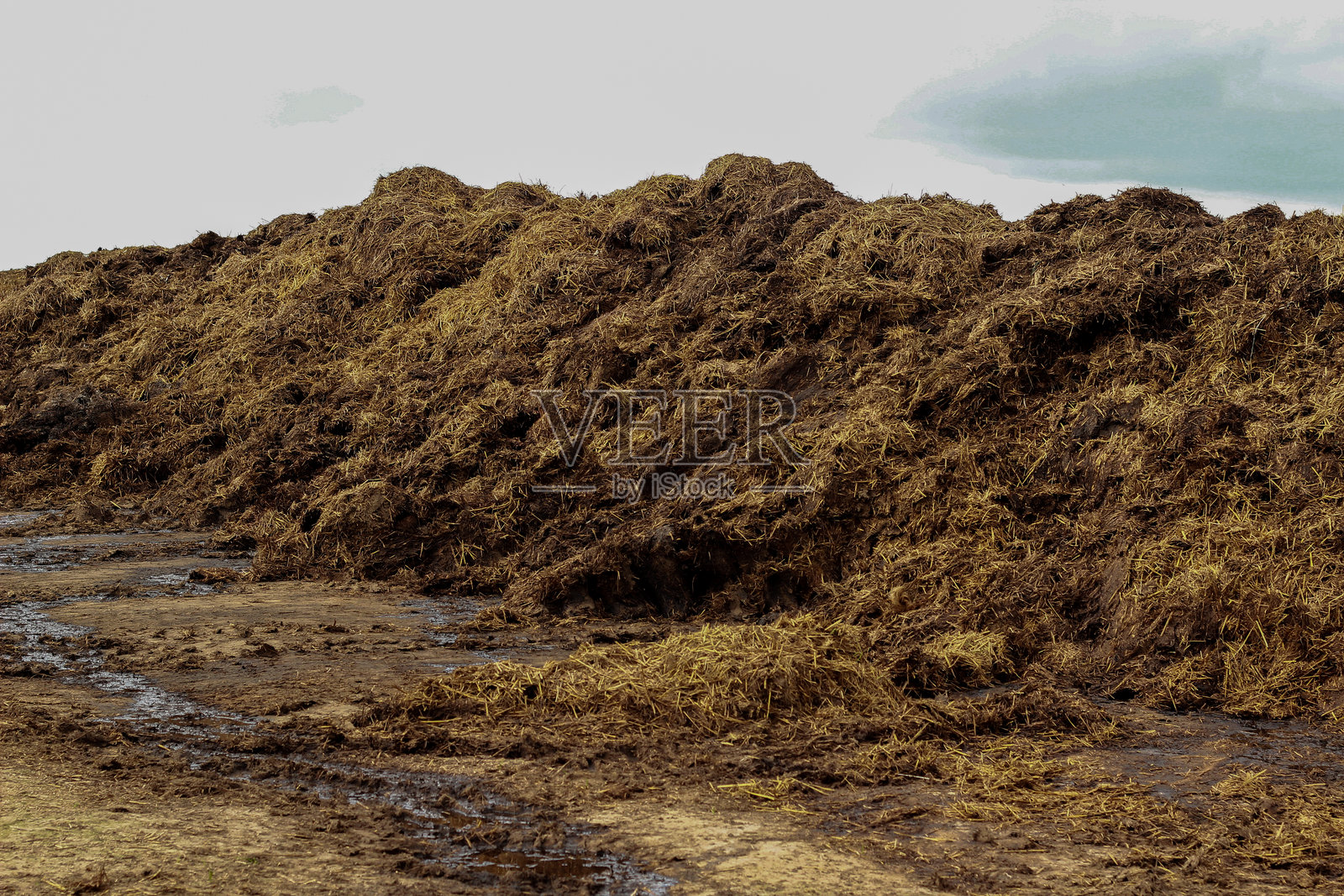 将肥料运送到田地。在播种前施肥。在播种冬黑麦之前进行田地施肥。照片摄影图片