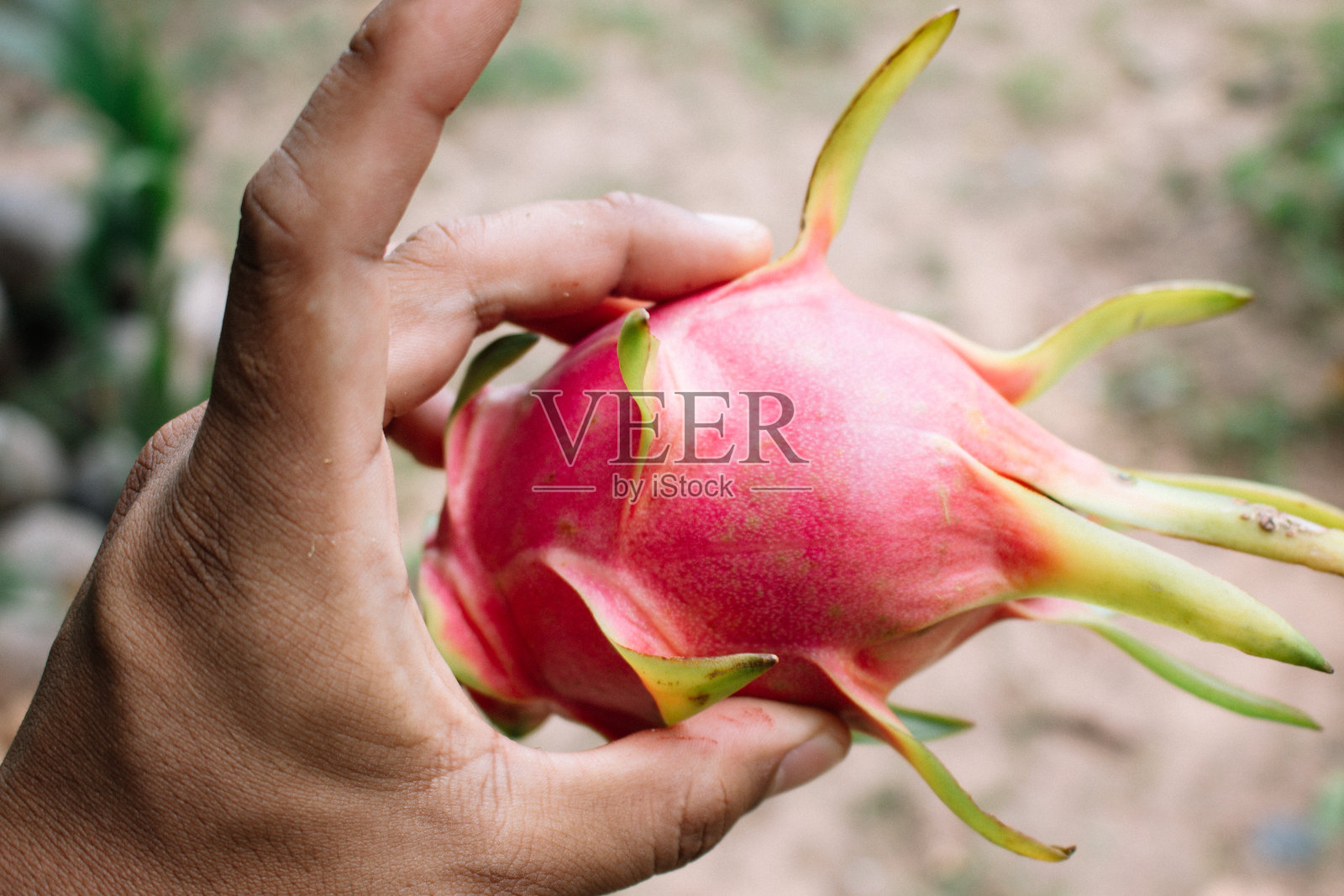 火龙果照片摄影图片