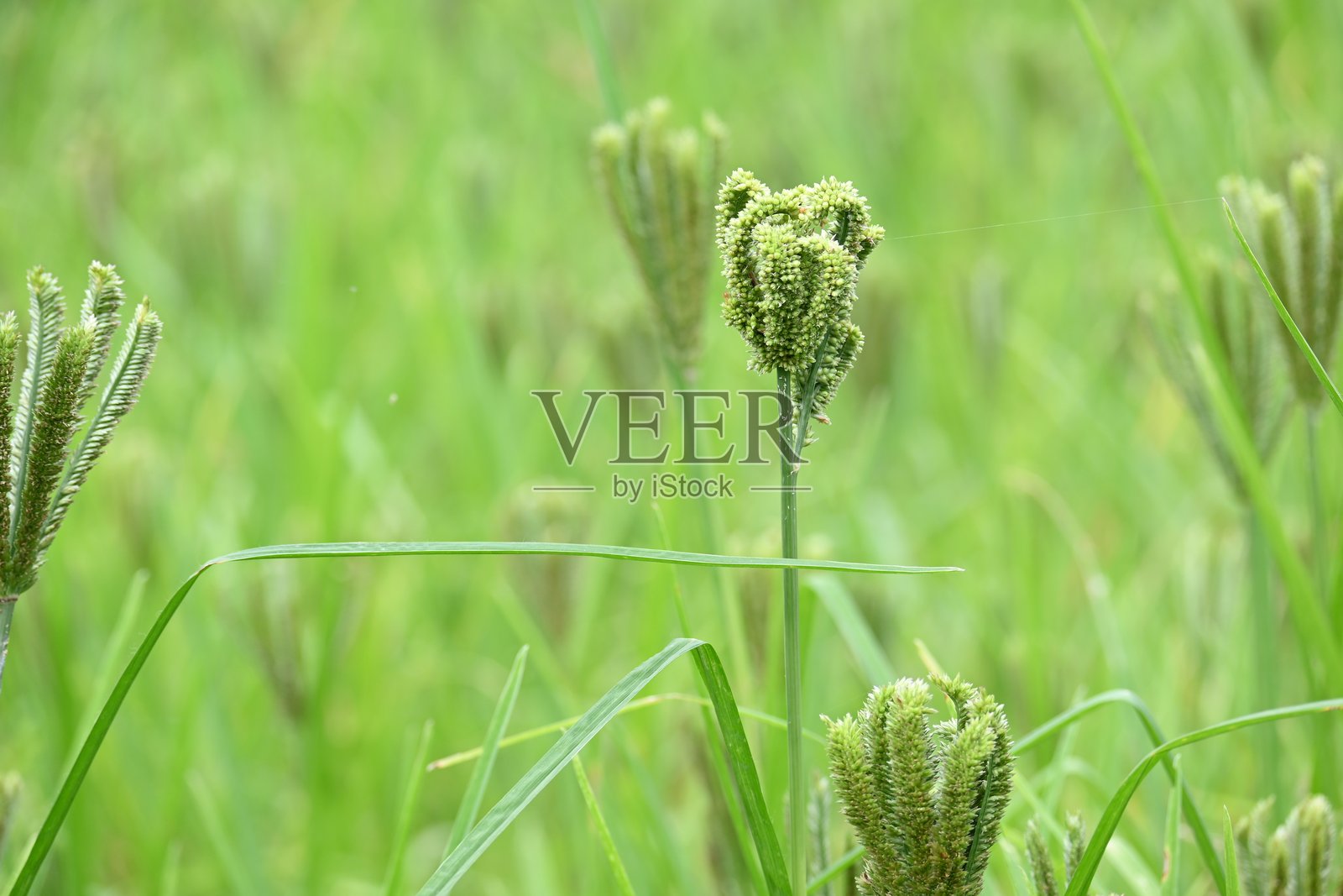 指谷或指米植物。照片摄影图片