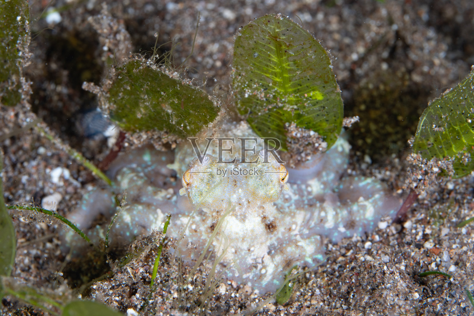 夜间沙底上的小章鱼照片摄影图片