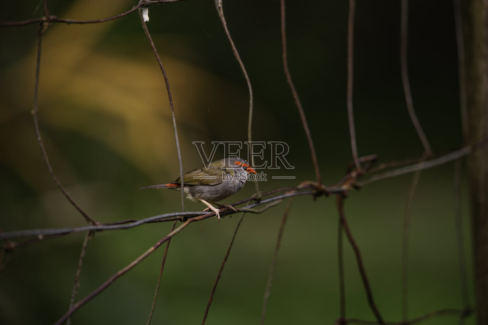 小红头雀照片摄影图片