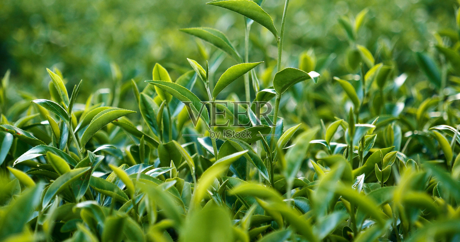 生态草药农场中的新鲜绿茶树叶。早晨阳光下的茶树种植园。新鲜的草本绿色自然花园农田。饮用有机放松健康植物。农场中的绿茶树。照片摄影图片