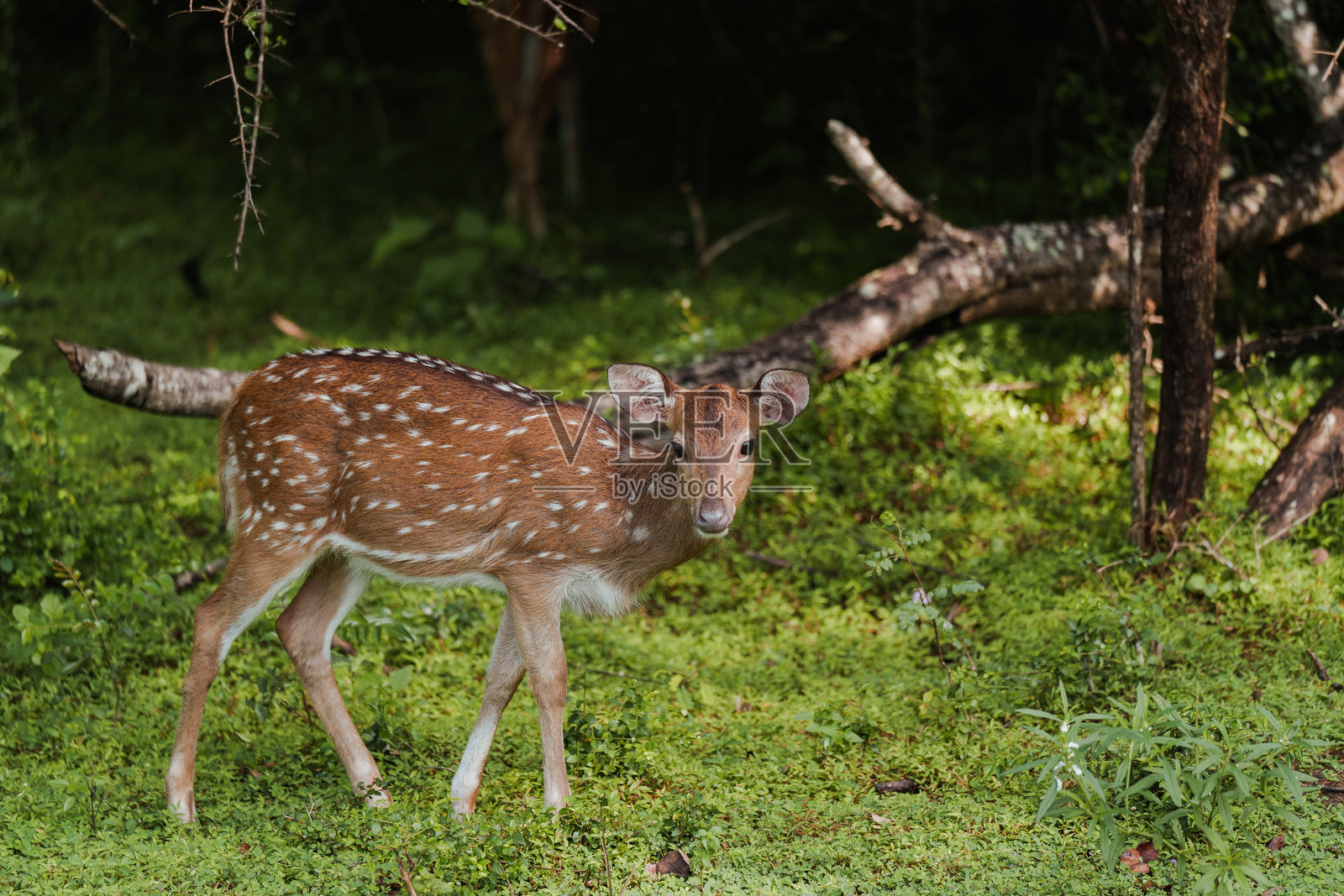 斯里兰卡雅拉国家公园中的鹿在吃草照片摄影图片