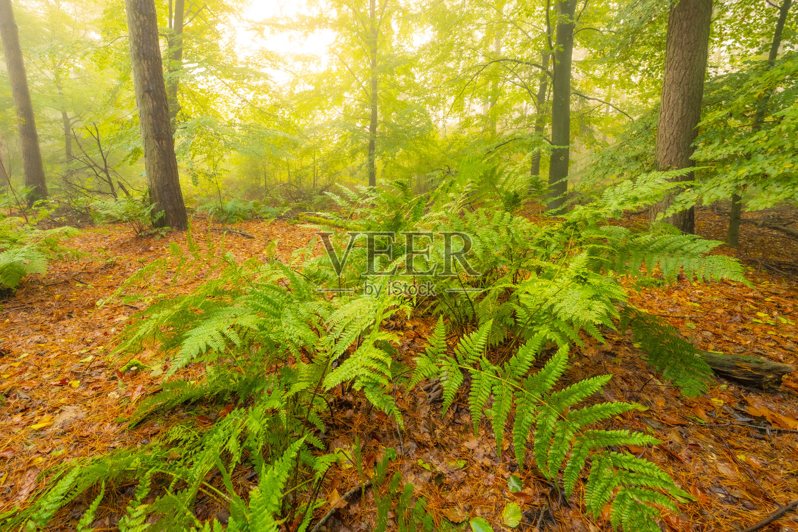 秋季雾气弥漫的氛围森林照片摄影图片