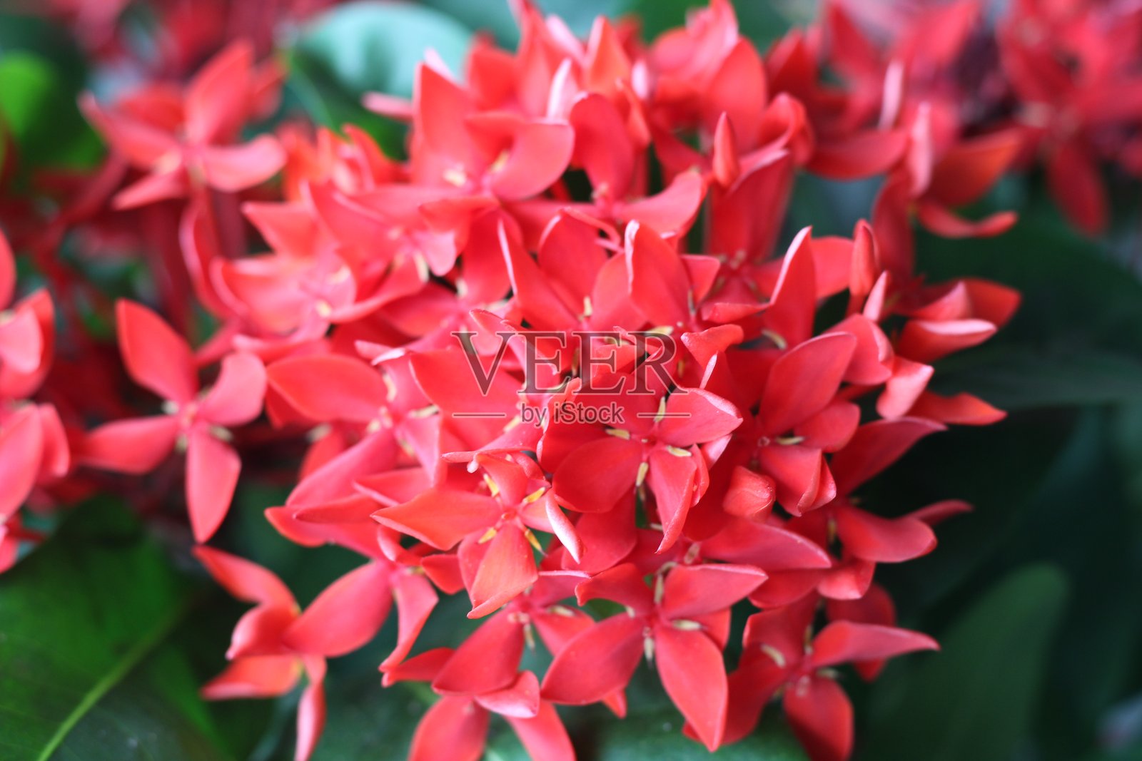 雨季盛开的花朵照片摄影图片