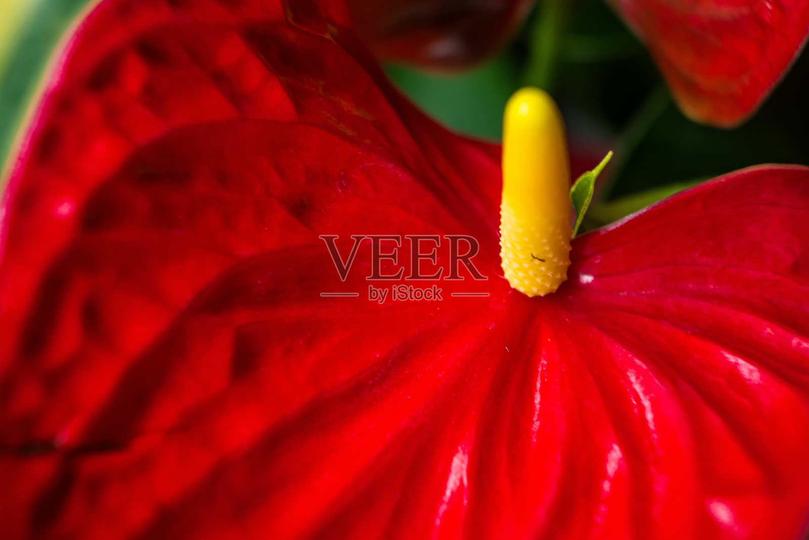 鲜艳红色的火鹤花，带有黄色的花序照片摄影图片