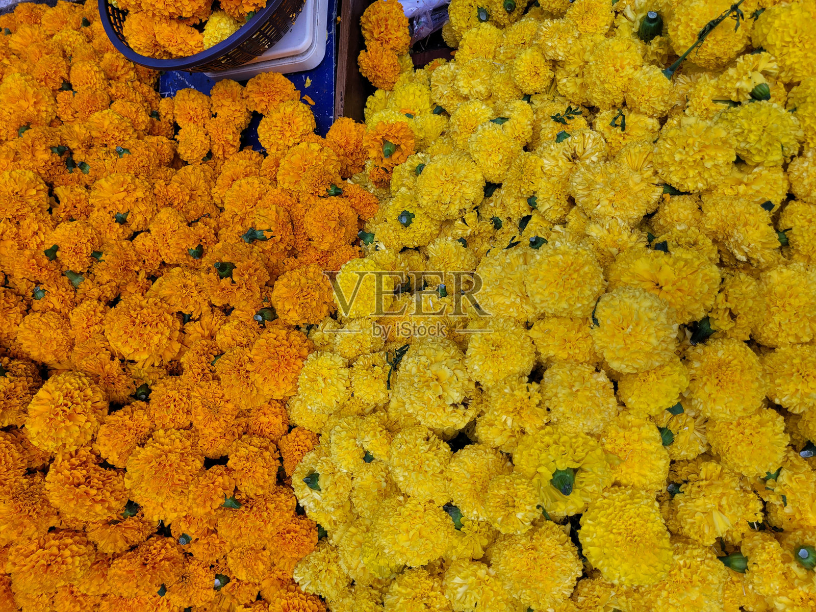 新鲜的橙色和黄色万寿菊花朵特写堆叠在一起照片摄影图片