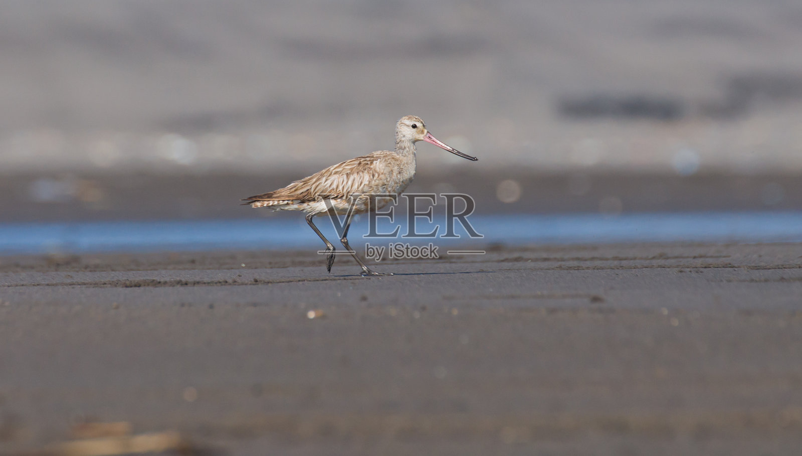 海岸上的杓鹬照片摄影图片