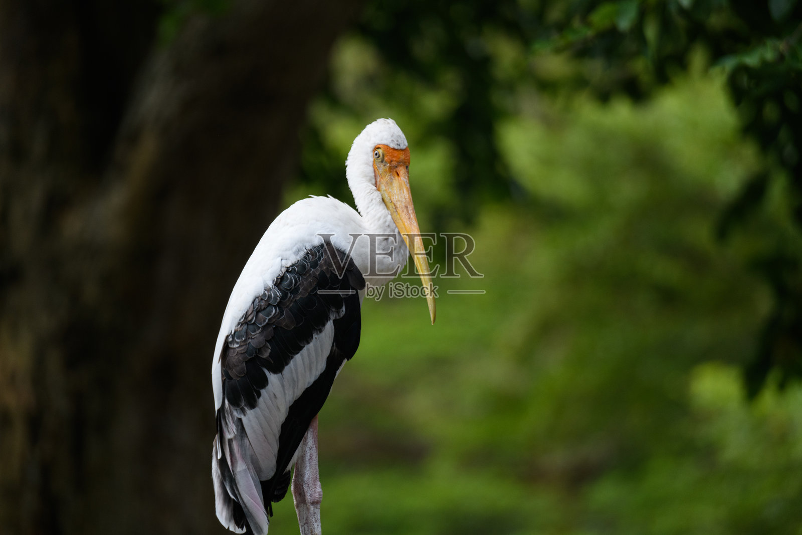 画鹳肖像照片摄影图片